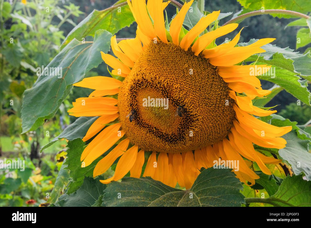 Sonnenblumen. Gelbe helle und lebendige Blume. Landwirtschaft an sonnigen Tagen. Stockfoto