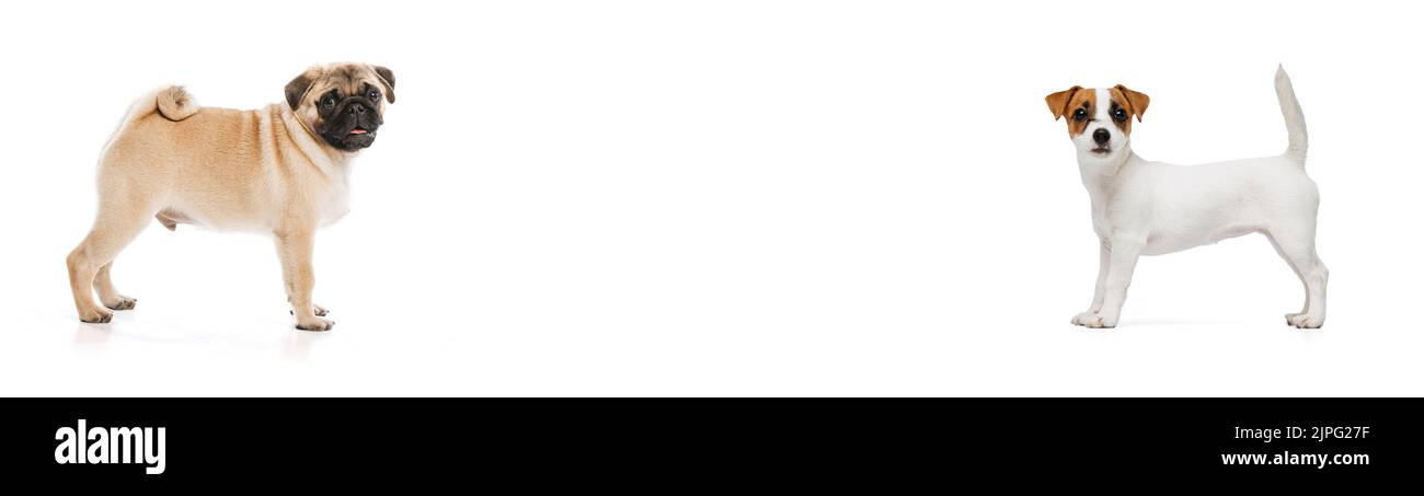 Collage. Nette Hunde von Pug und Jack Russell Terrier fröhlich Blick auf Kamera isoliert über weißen Studio-Hintergrund. Stockfoto