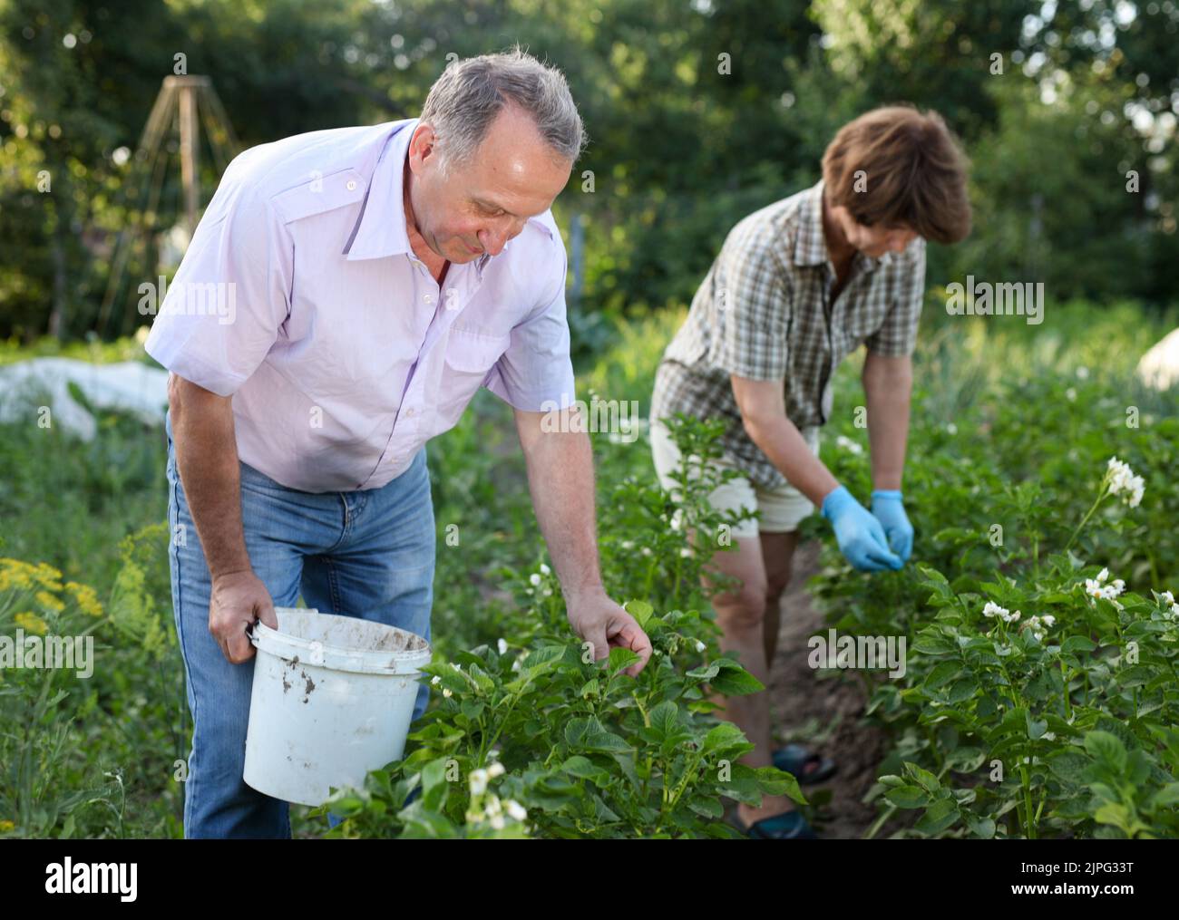 Bauern sammeln Insekten aus Kartoffelblättern Stockfoto