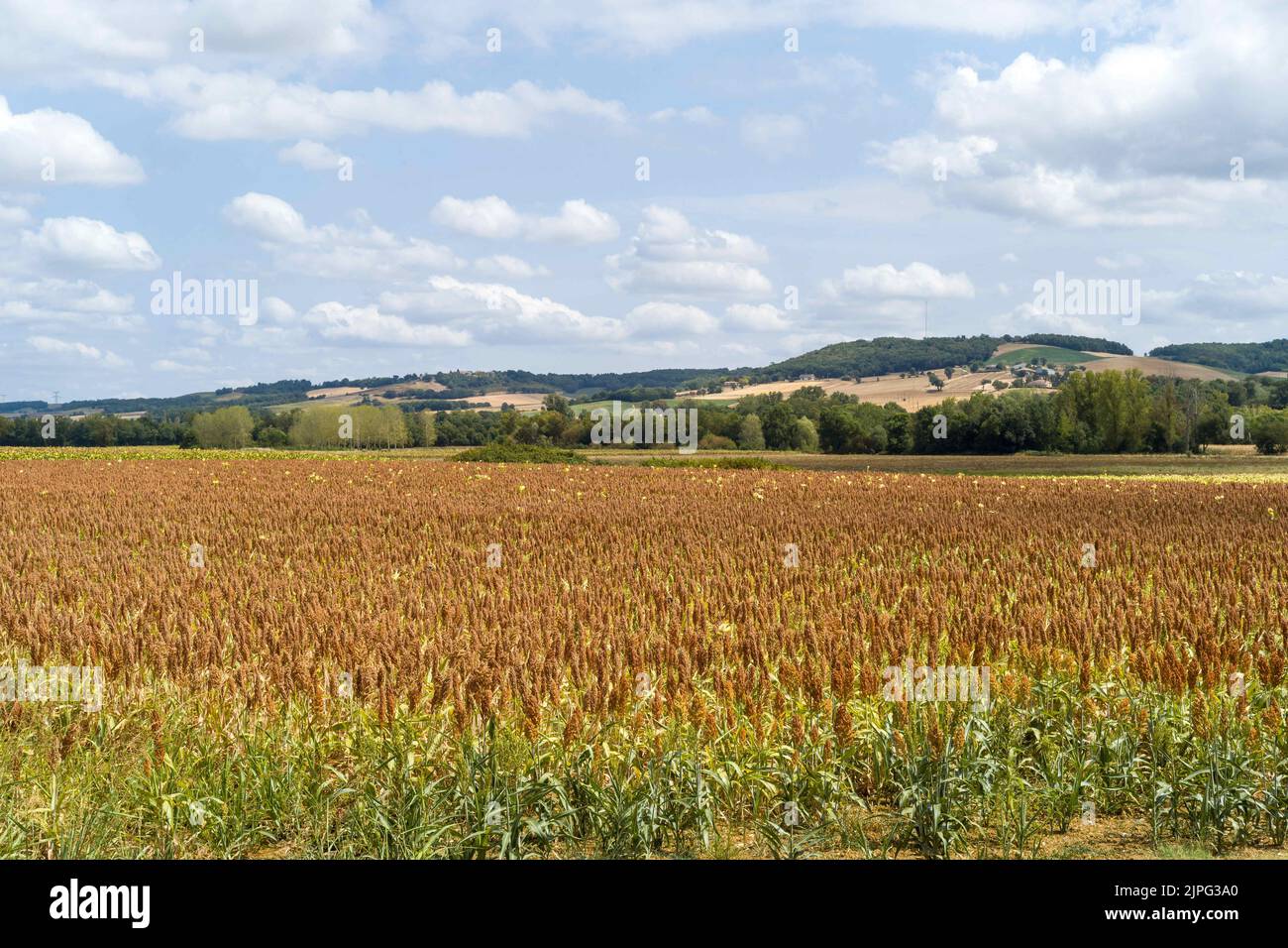 Ein Sorghum-Feld (oder Sorgo oder Sorgho) ist im Departement Tarn-et-Garonne, Südfrankreich, am 17. August 2022 zu sehen. Sorghum ist nach Mais, Reis, Weizen und Gerste das fünftwichtigste Getreide der Welt. Die Vorteile von Sorghum sind, dass es in einem Großteil Frankreichs nicht bewässert werden muss, keine Pestizide benötigt und nur ein Drittel des Düngers benötigt, den Weizen benötigt. Unter der extremen Hitze von 2022 ist dieser Ertrag ohne Bewässerung nördlich der Loire ein Wettbewerbsvorteil, da in ganz Frankreich Trockenheit herrscht und der Zugang zu Wasser eingeschränkt ist. Foto von Patricia Huchot-Boissi Stockfoto