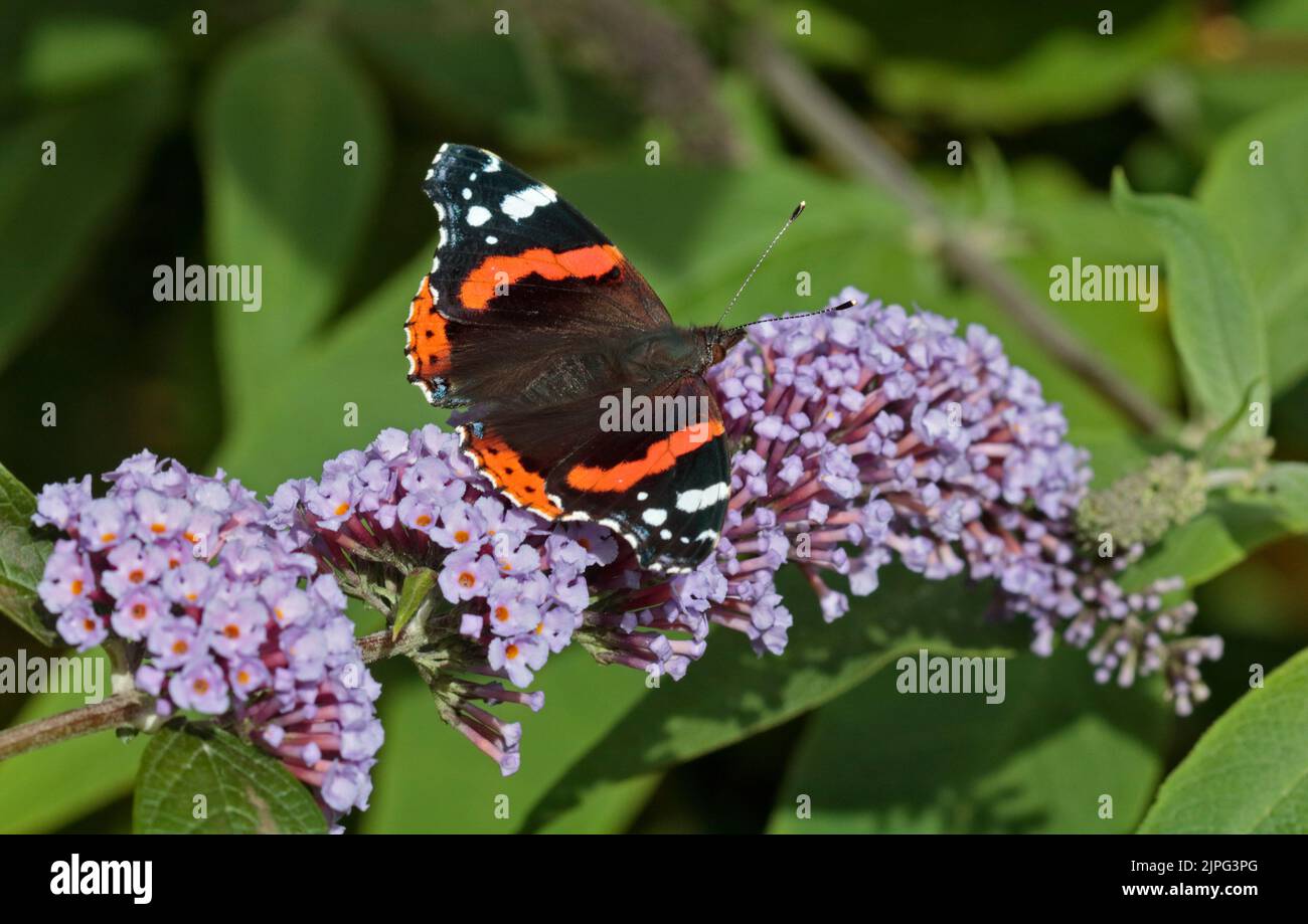 Schmetterling des roten Admirals (vanessa atalanta) Stockfoto