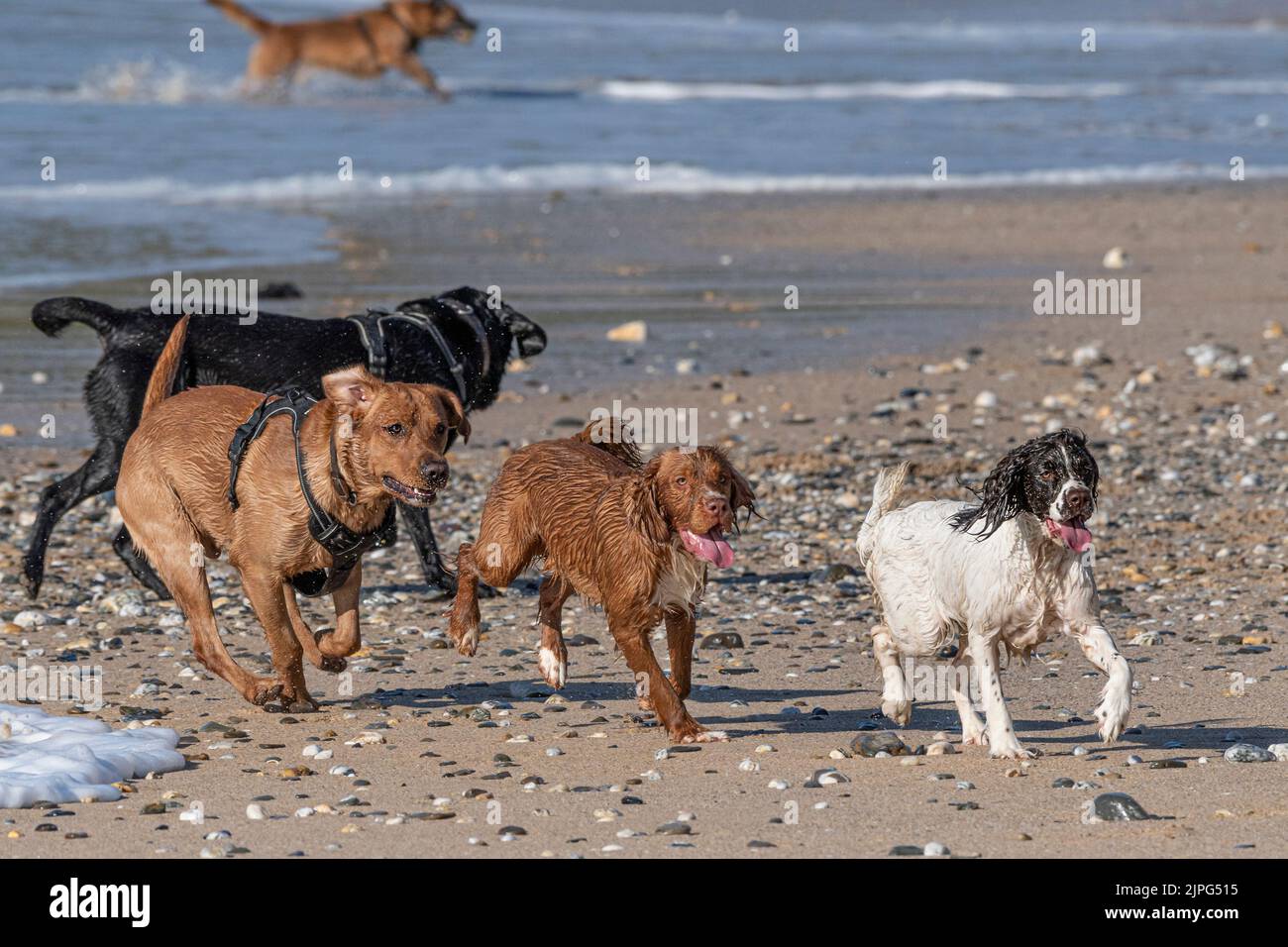 Hunde, die die Freiheit genießen, am Fistral Beach in Newquay in Cornwall, Großbritannien, vor Blei zu laufen. Stockfoto