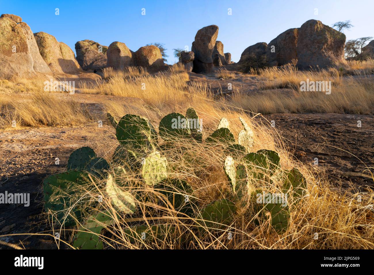 City of Rocks State Park bei Sonnenuntergang, New Mexico, USA Stockfoto