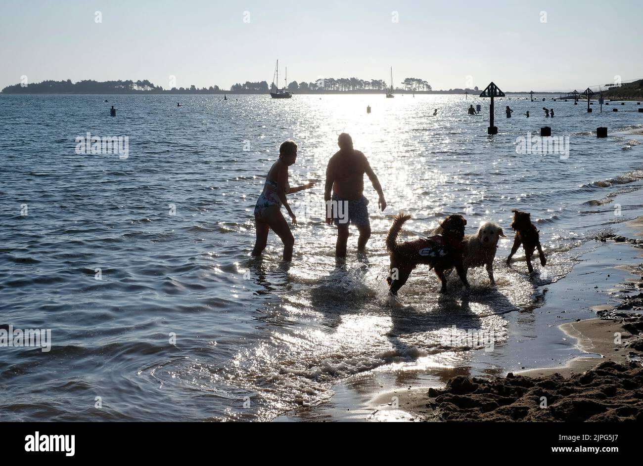 Menschen im Meer mit Hunden bei Wells-next-the-Sea, Nord-norfolk, england Stockfoto