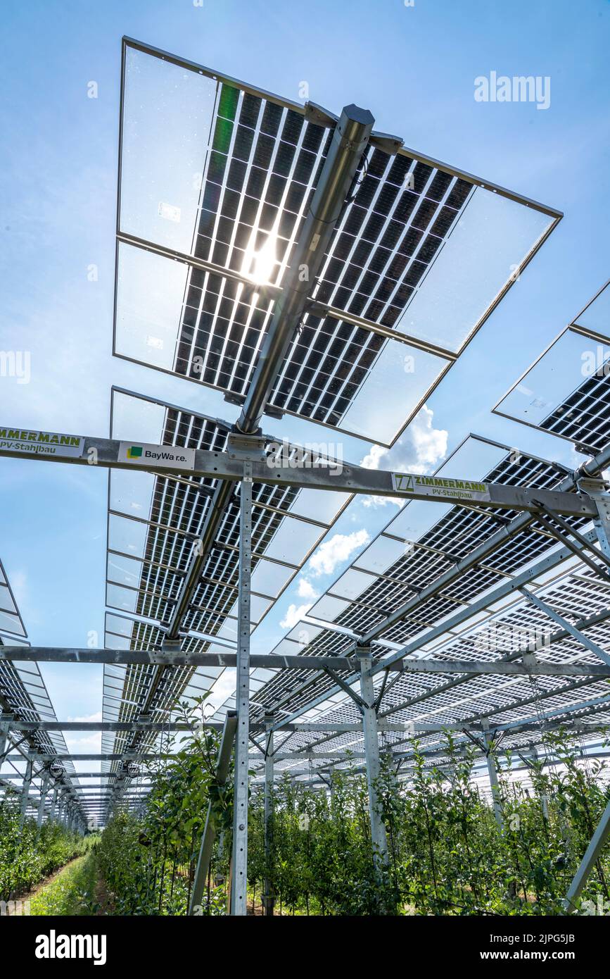 Auf einer Fläche von mehr als 3000 Quadratmetern, rai, wurde eine Agrar-Photovoltaik-Testanlage, ein Apfelgarten mit zwei verschiedenen PV-Modulsystemen abgedeckt Stockfoto