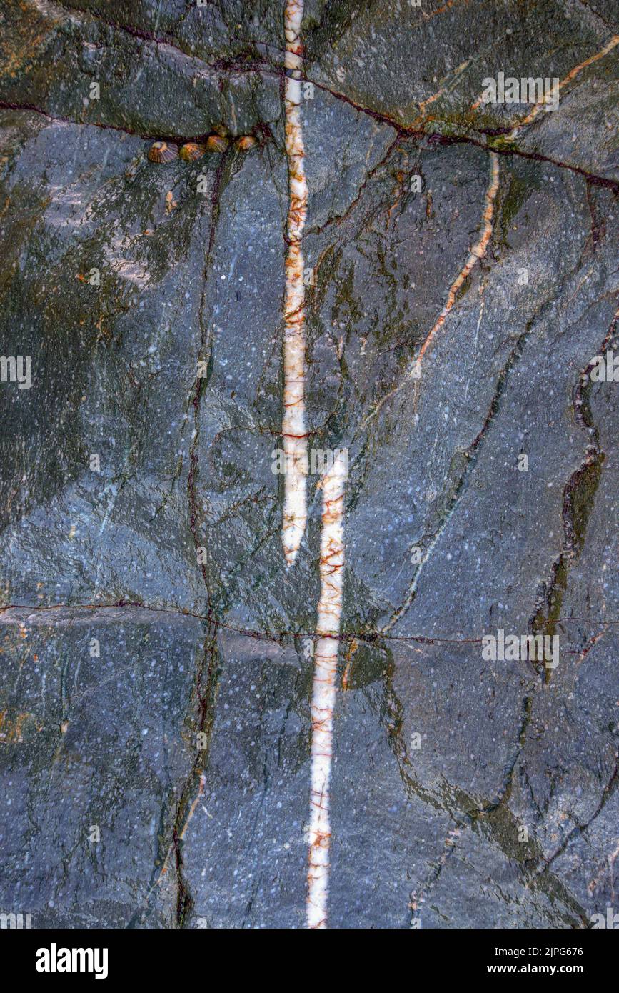 Ein Bruch in einem Quarzgang, der in den blauen Schiefer der Loiba-Klippen in Espasante Galicia eingebettet ist Stockfoto
