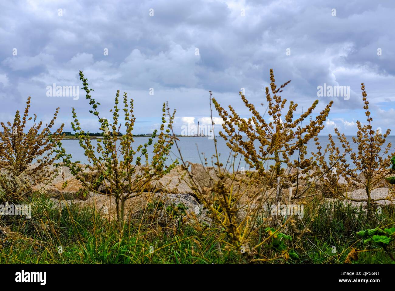 Frankreich, Gatteville-le Phare, 01.07.2022: Blick durch trockene Malven auf den Leuchtturm von Gatteville an der Pointe de Barfleur bei Gatteville-le Stockfoto