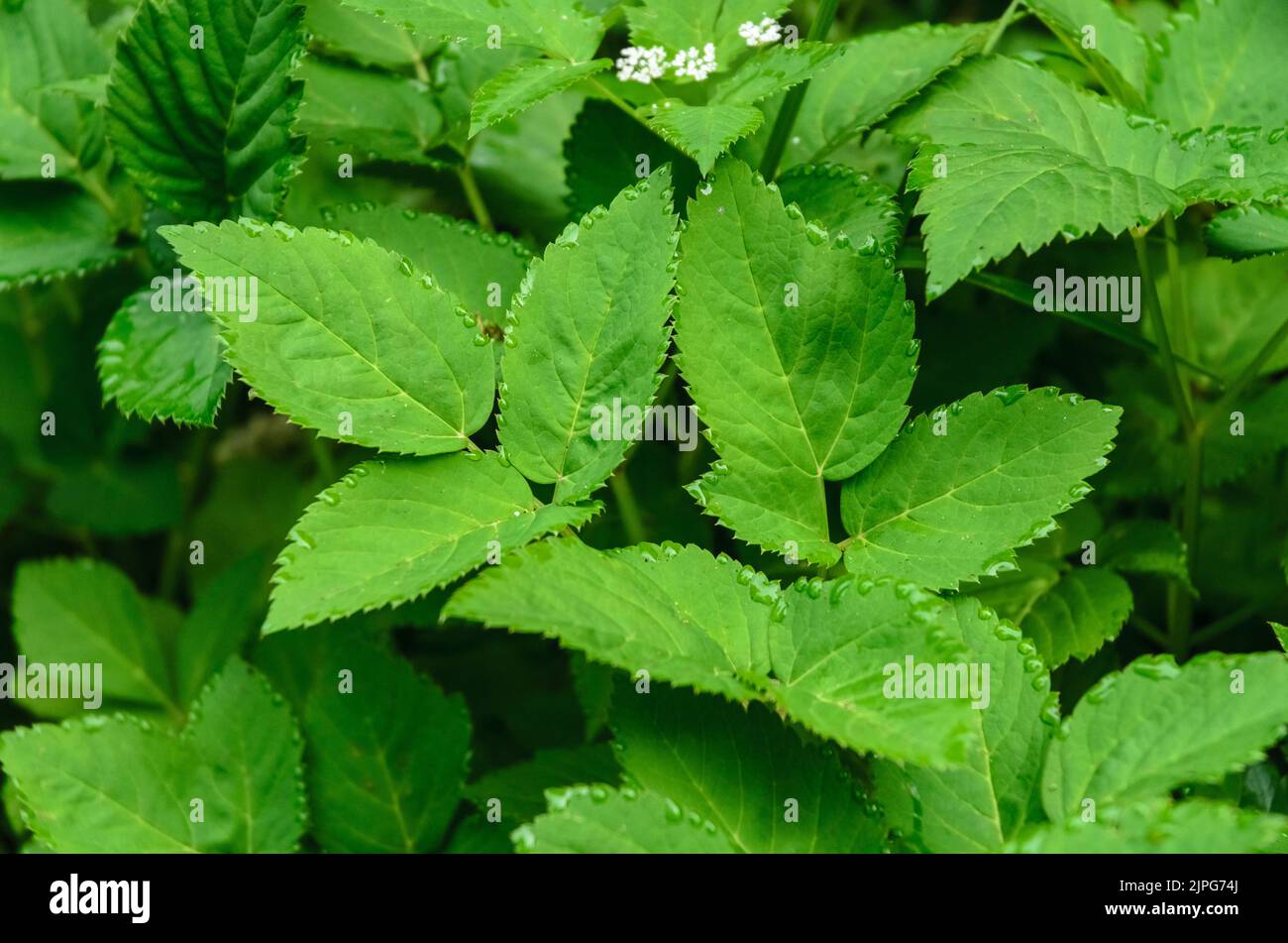 Aegopodium podagraria Pflanze, bekannt als Bodenelder, Kraut gerard oder Bishop's Weed in einem Wald in Deutschland Stockfoto