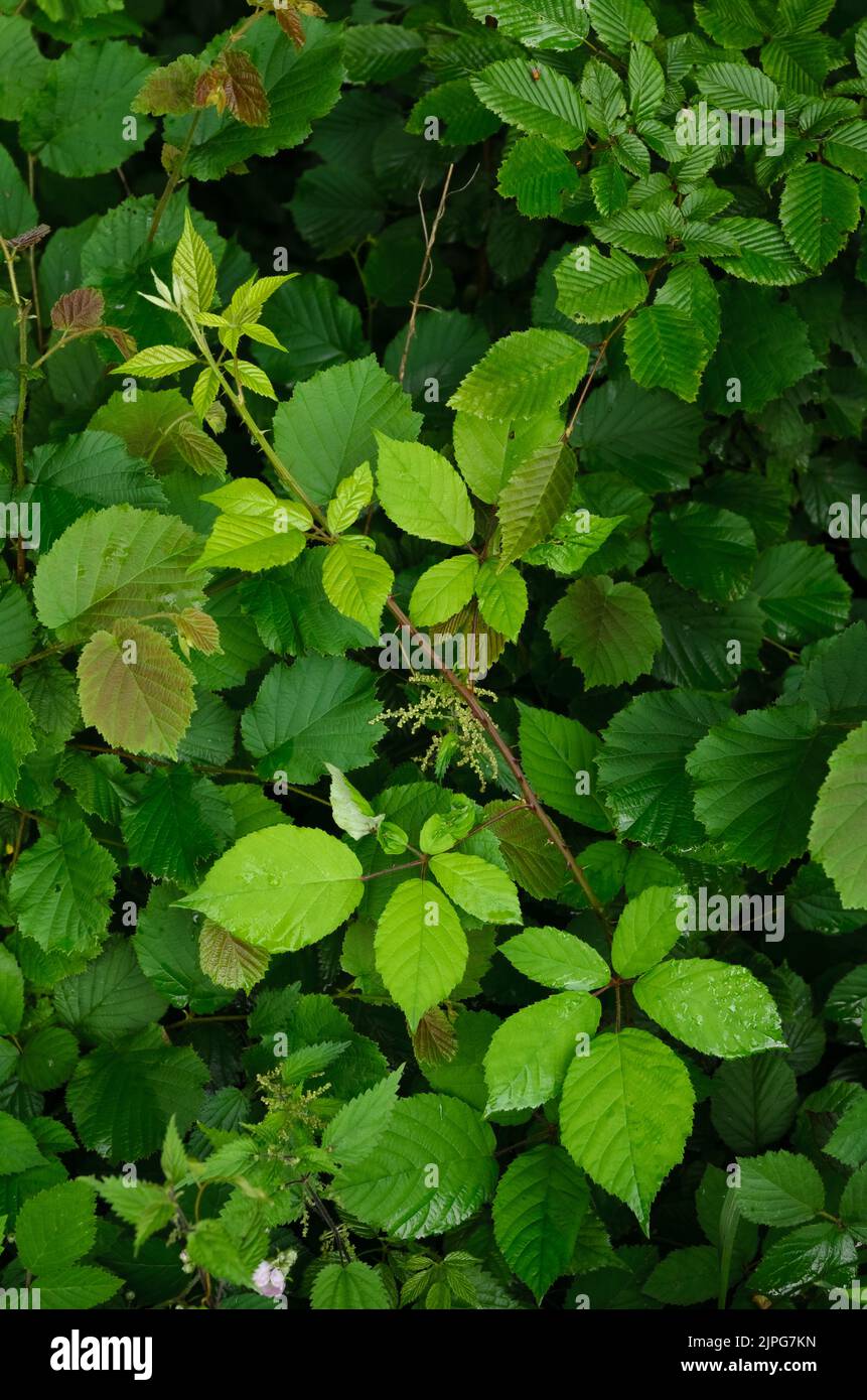 Rubus allegheniensis Pflanze bekannt als Allegheny Brombeere oder gewöhnliche Brombeere in einem Wald in Deutschland Stockfoto