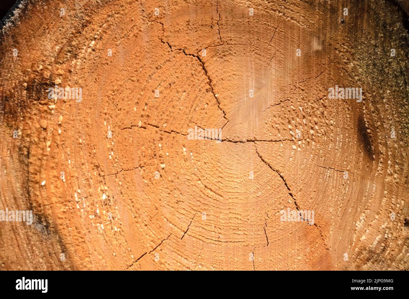 Haufen gefällter Baumstämme mit Querschnitt und Altersringen, natürlicher Holzhintergrund Stockfoto