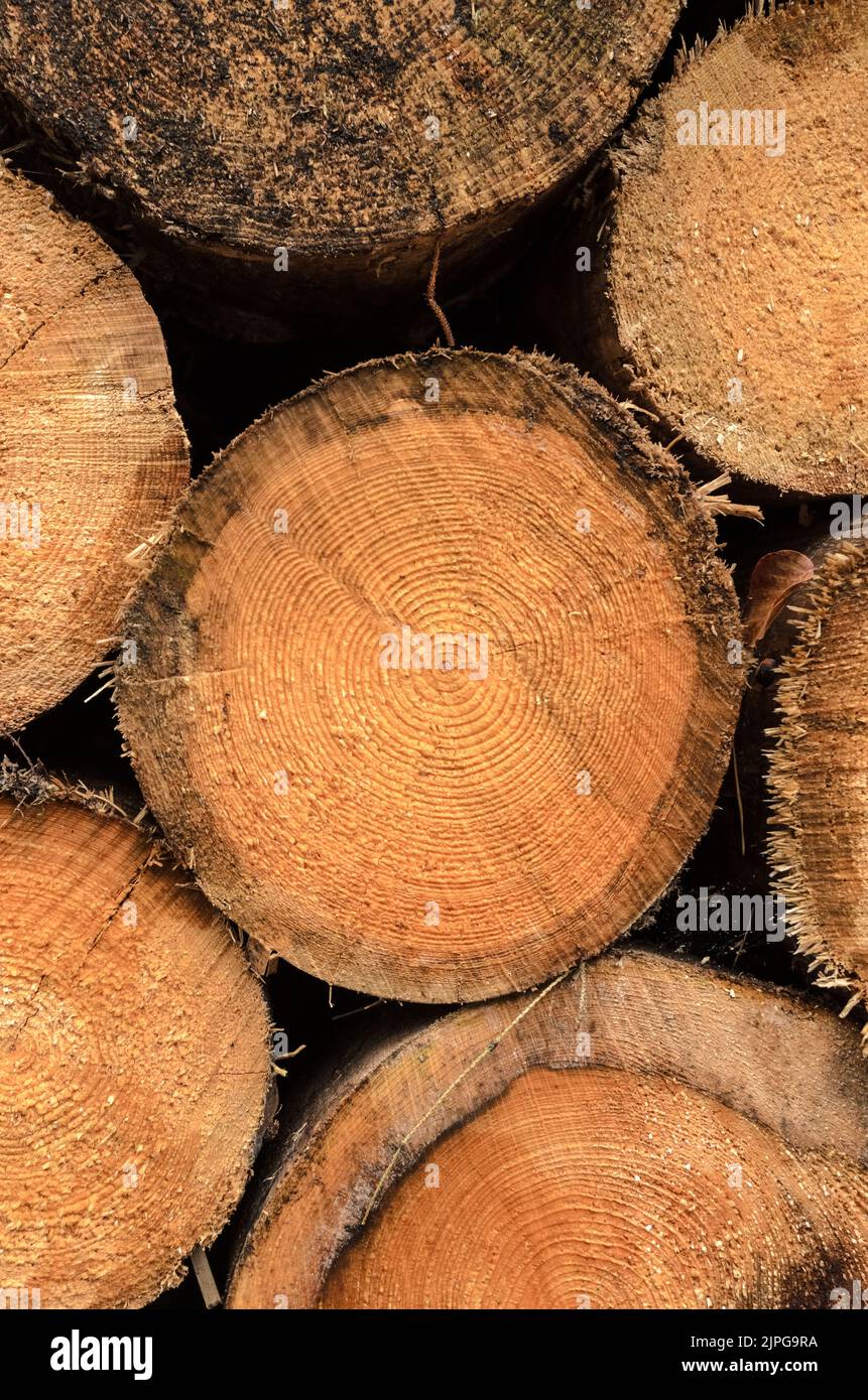 Haufen gefällter Baumstämme mit Querschnitt und Altersringen, natürlicher Holzhintergrund Stockfoto