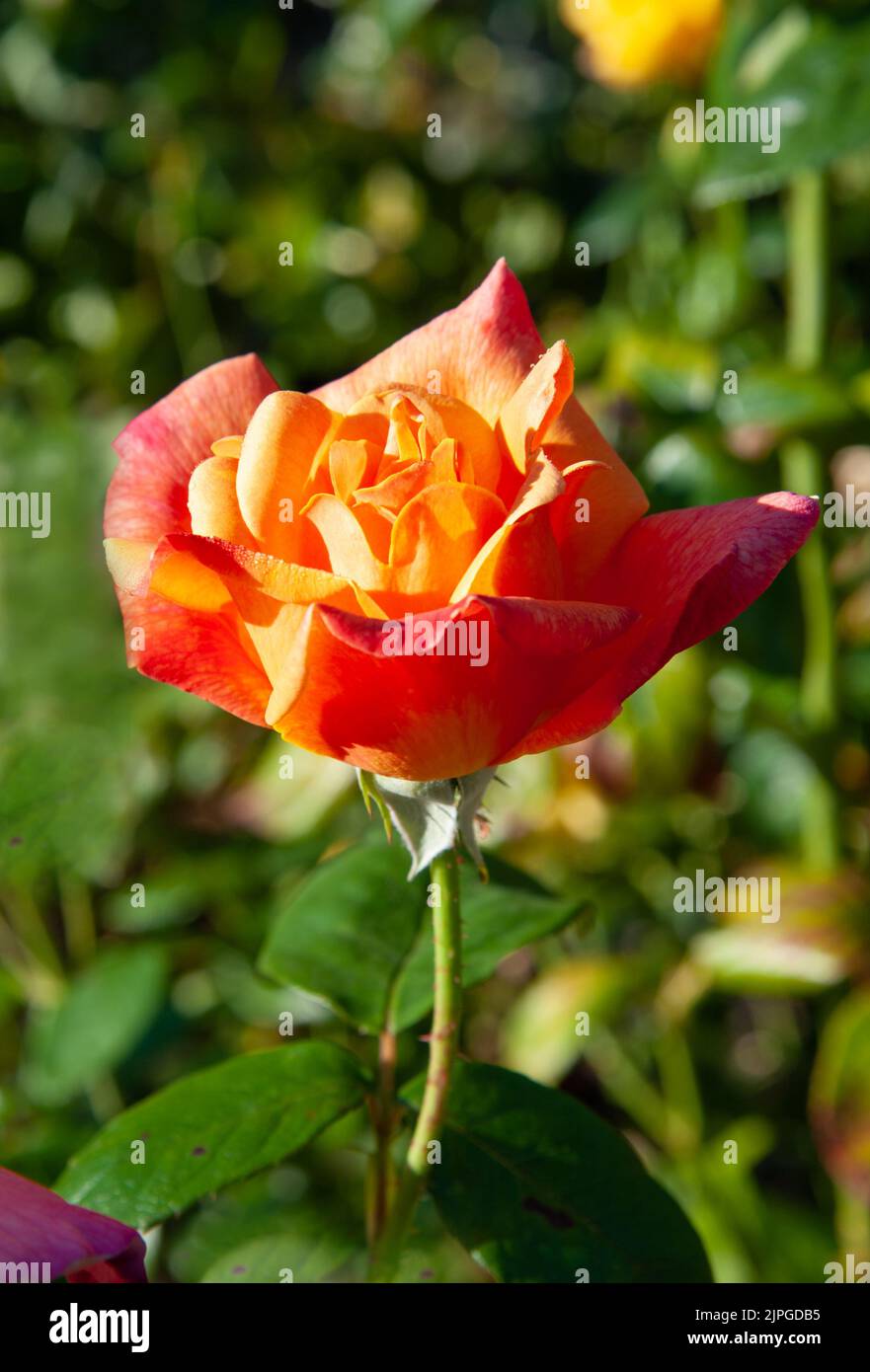 Rosenblüten im Garten aus der Nähe Stockfoto