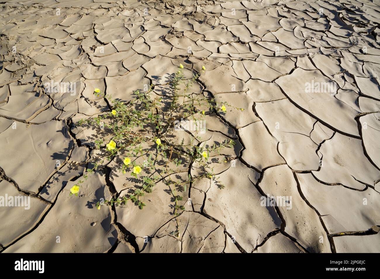 Symbolische Foto, Hoffnung, Umwelt, gelbe Blume steht in trockenen Flussbett Muster. Swakop River, Namibia, Afrika Stockfoto