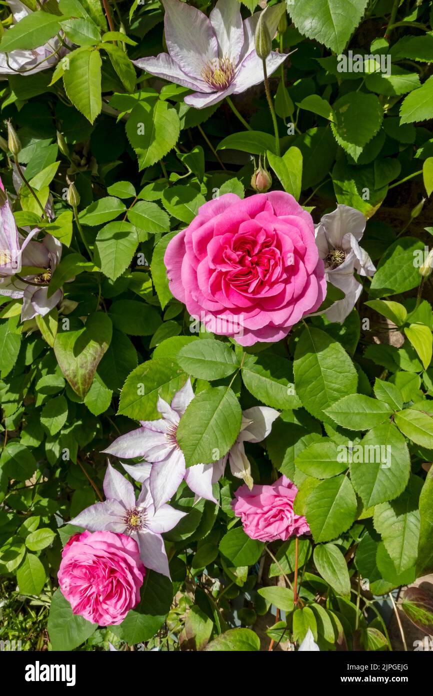 Nahaufnahme von rosa Rosen „Gertrude Jekyll“ und Clematis „Samaritan Jo“, die an einer Wand klettern Blumen blüht in einem Gartensommer England Vereinigtes Königreich Stockfoto