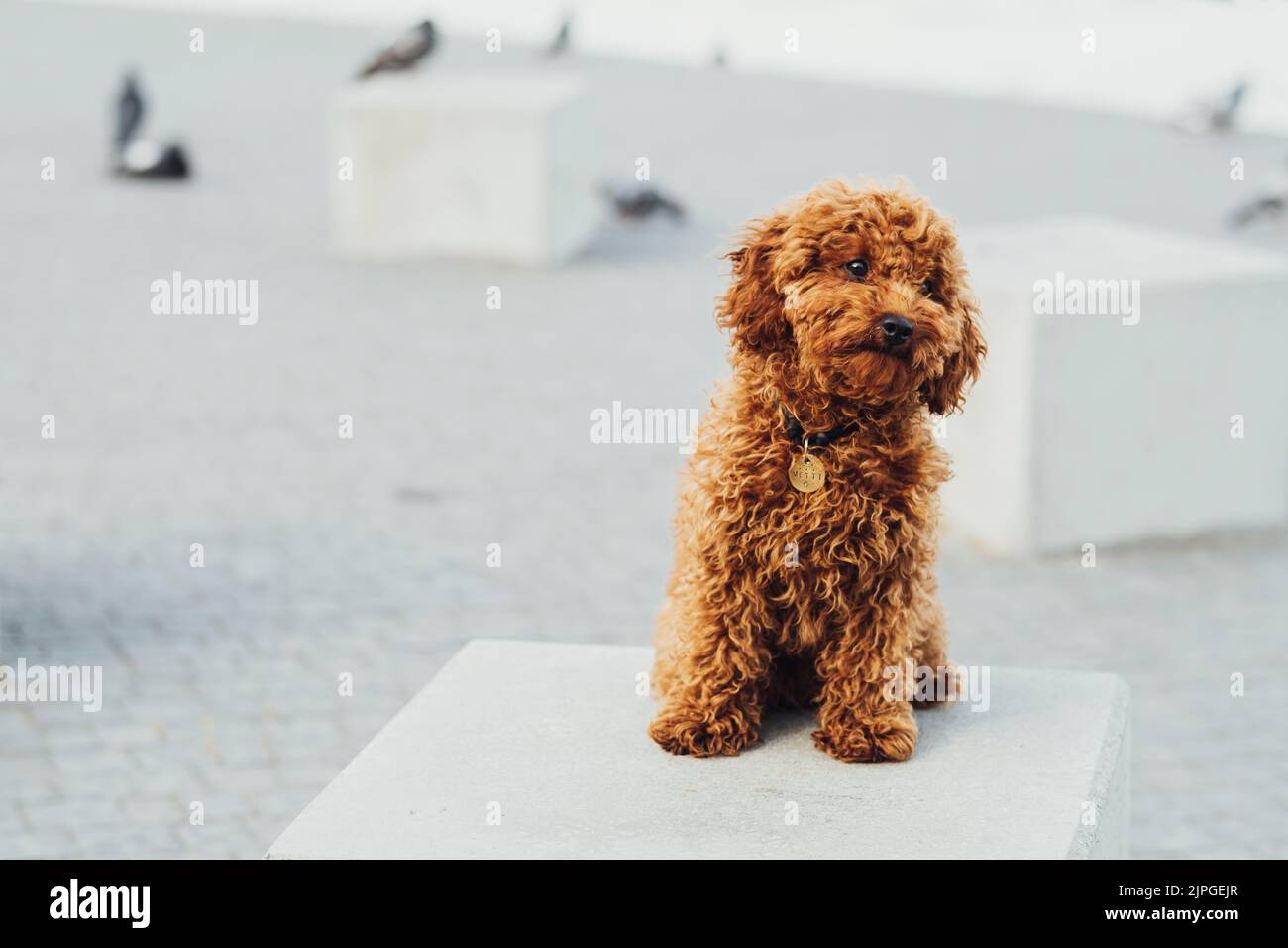 Toy Pudel Rasse namens Metti sitzen auf dem Steinwürfel im Freien, Porträt von Rotkopf kleinen Hund Stockfoto