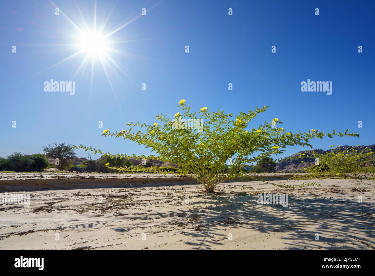 Symbolische Foto, Hoffnung, Umwelt, gelbe Blume steht in trockenen Flussbett Muster. Swakop River, Namibia, Afrika Stockfoto