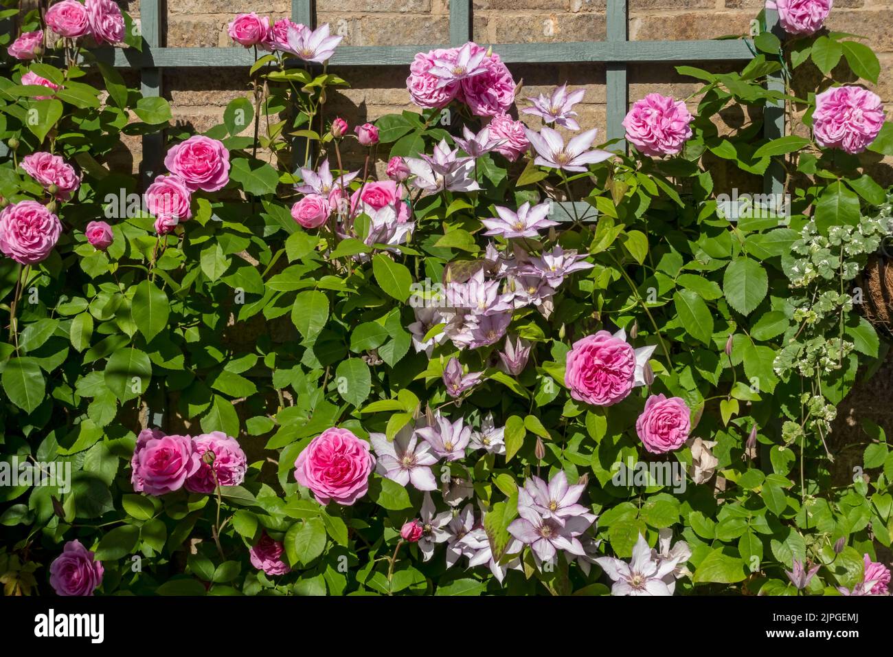 Rosa Rose ‘Gertrude Jekyll’ Rosen und Clematis ‘Samaritan Jo’ Klettern auf Gitter an einer Wand Blumen blühenden Sommer England UK Unite Stockfoto