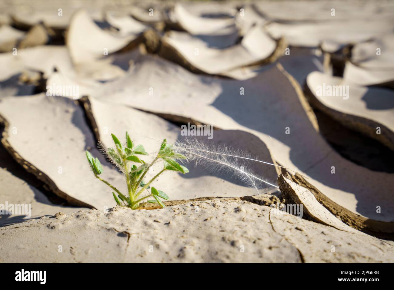 Symbolische Foto, Hoffnung, Umwelt, grüne Blume steht in trockenen Flussbett Muster. Swakop River, Namibia, Afrika Stockfoto