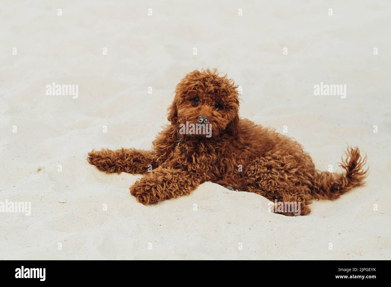 Schöner Rotkopfhund, Spielzeug Pudel Rasse Laying on the Sand Outdoor Stockfoto