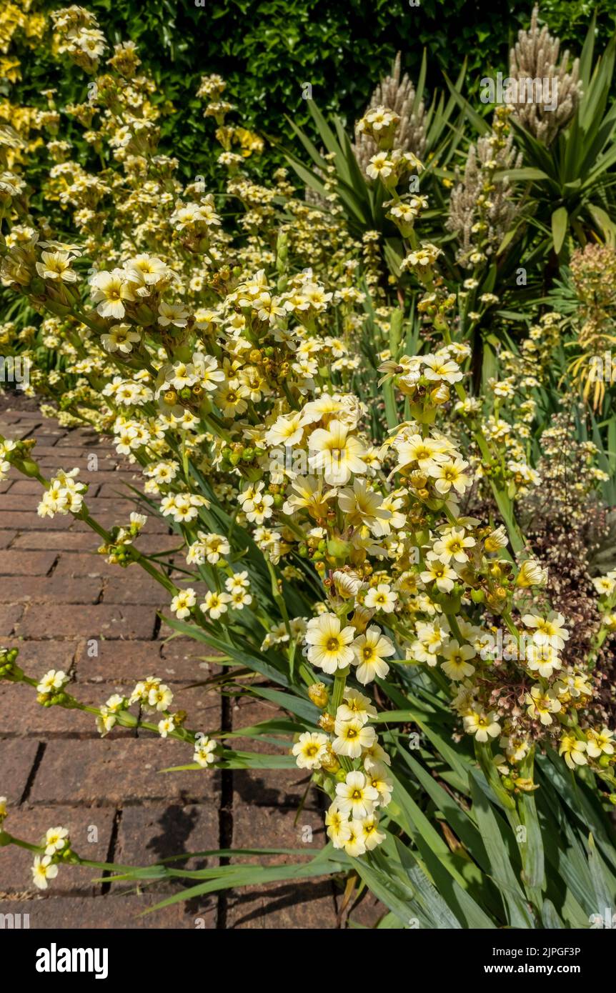 Close Up Sisyrinchium striatum mexikanische Satin Blume Blume blühende blassgelbe Pflanze in Hütte Garten Grenze Sommer England Großbritannien Stockfoto