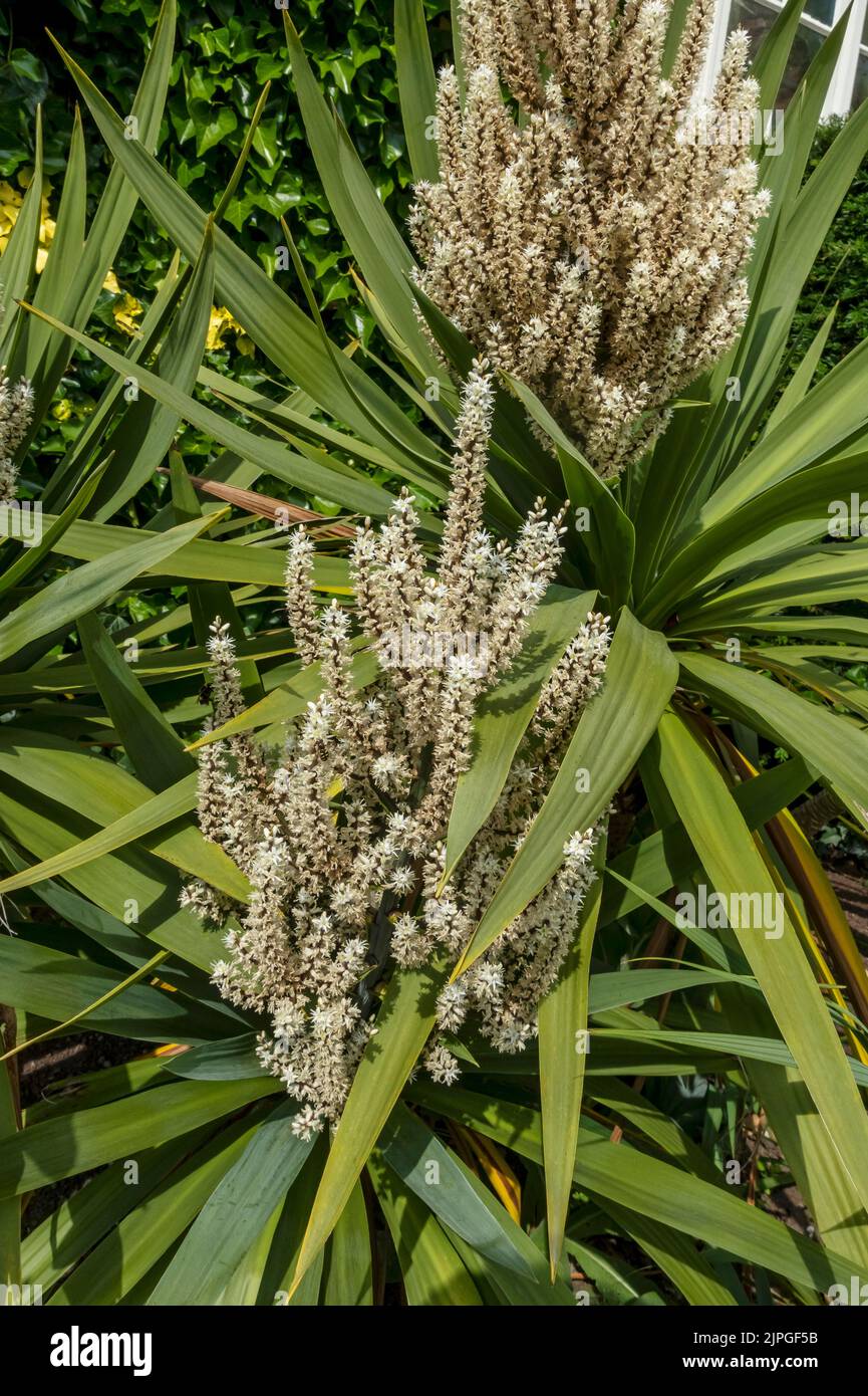 Nahaufnahme von Cordyline australis Kohlbaum Palmenblüten, die im Sommer an einer Gartengrenze wachsen England Vereinigtes Königreich GB Großbritannien Stockfoto