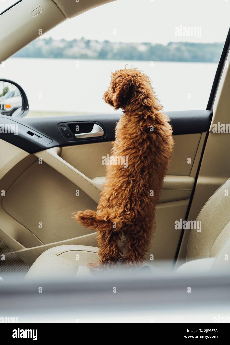 Hund Rasse Spielzeug Pudel Blick aus dem Autofenster, schöne kleine Rothaarwelpe sitzt im Auto Stockfoto