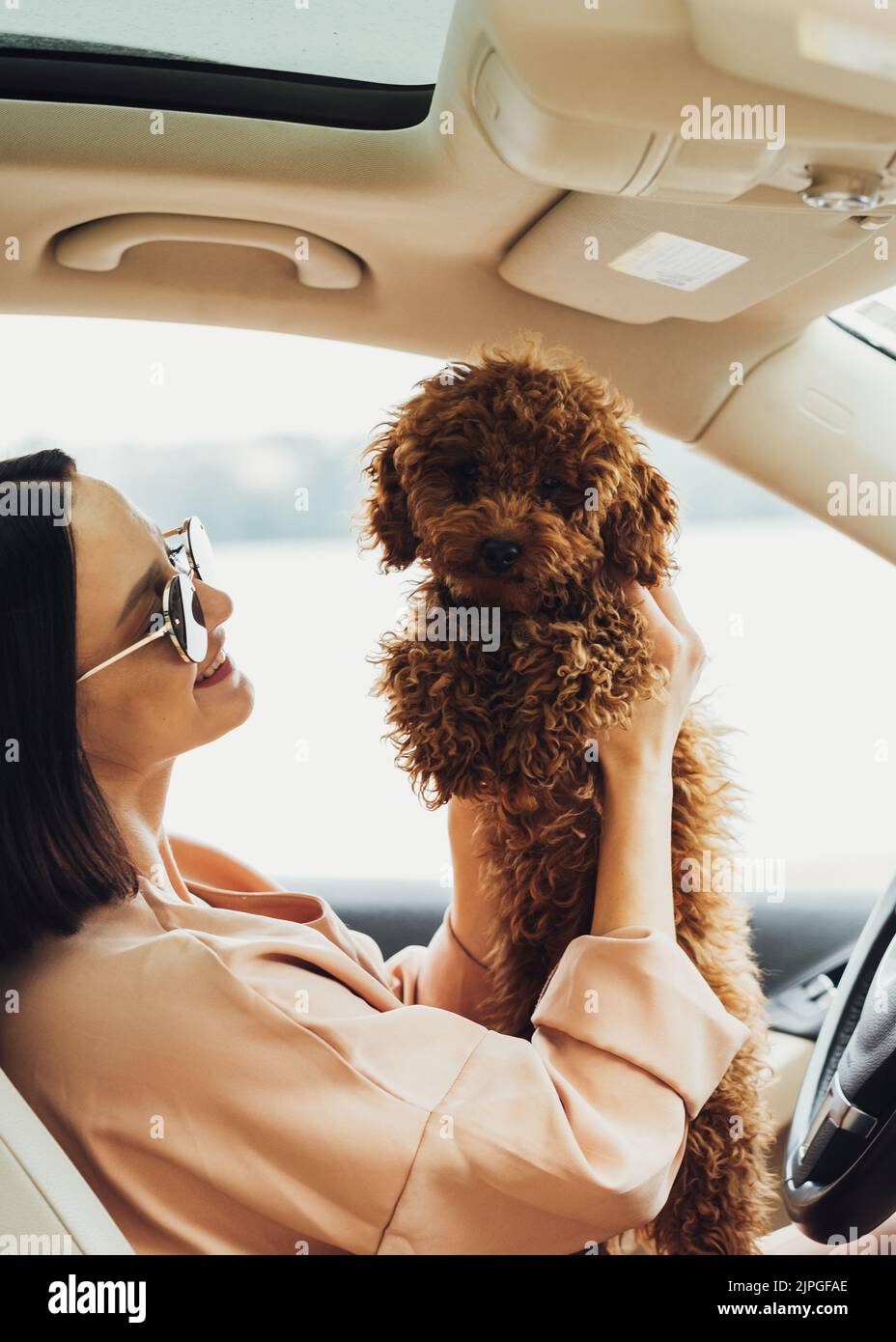 Junge Brünette Frau ist eine glückliche Besitzerin von Rotschopf Hund Spielzeug Pudel, Erwachsene Mädchen sitzt im Auto mit ihren vier Pfoten Haustier Stockfoto