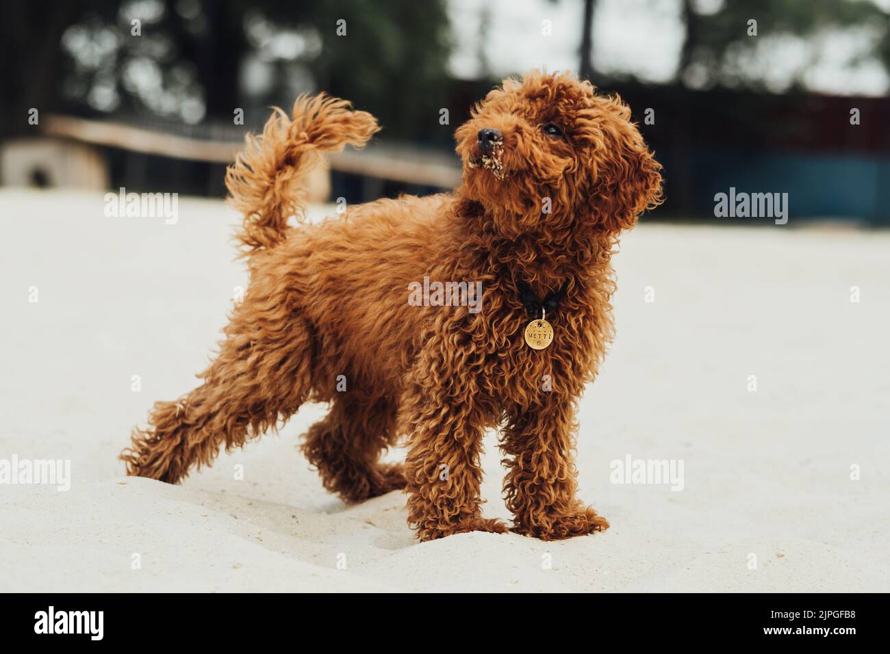 Portrait des schönen Rotkopfhundes, Toy Puodle Breed genannt Metti Standing Outdoor on Sand Stockfoto