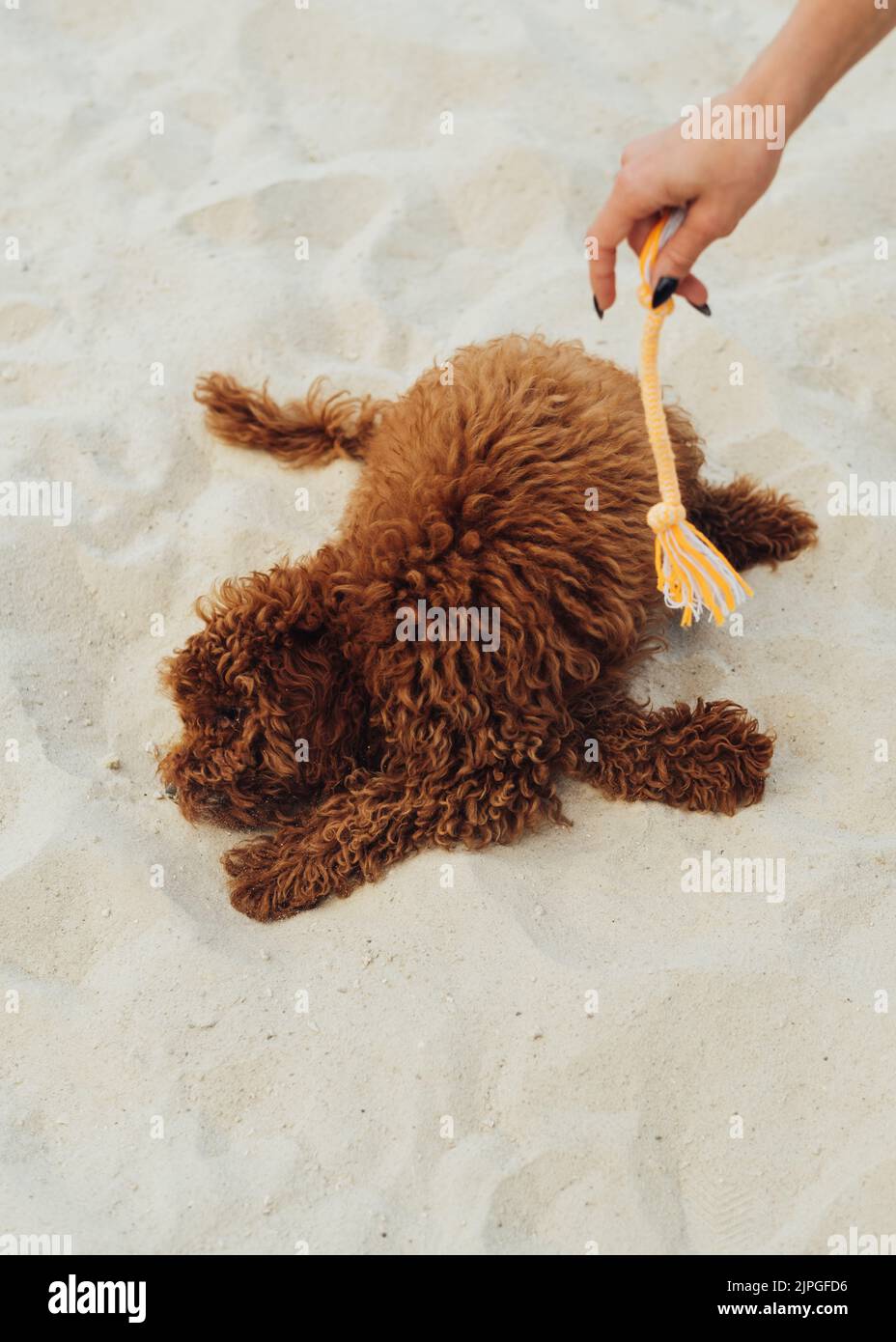 Lustige kleine Spielzeug Pudel Spaß auf dem Sand, verspielte Rotschopf Hund im Freien Stockfoto