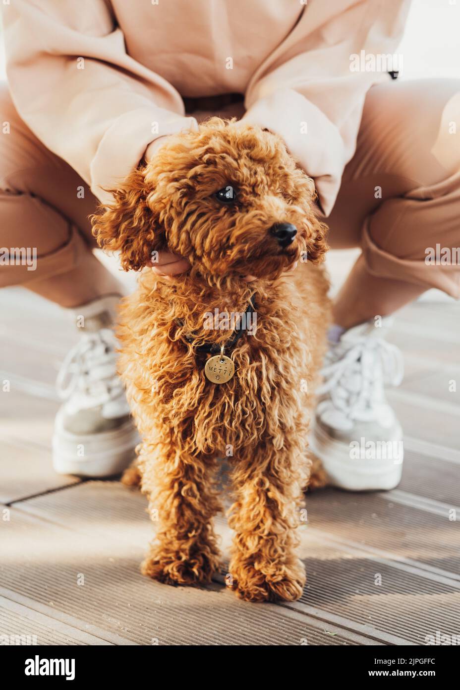 Schöne Rotschopf Hund Rasse Spielzeug Pudel namens Metti mit seinem Besitzer im Freien Stockfoto
