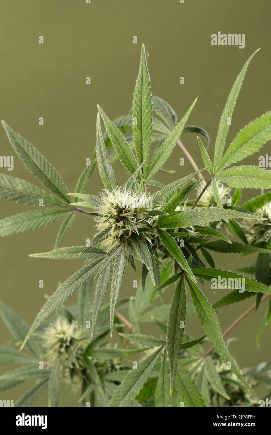 Cannabis. Bush Marihuana auf verschwommenem grünen Hintergrund. Isoliert. Kultur, Medizin und Hanfprodukte, Ökologie, grüne Blätter.Vertikales Foto. Vorderansicht. Stockfoto