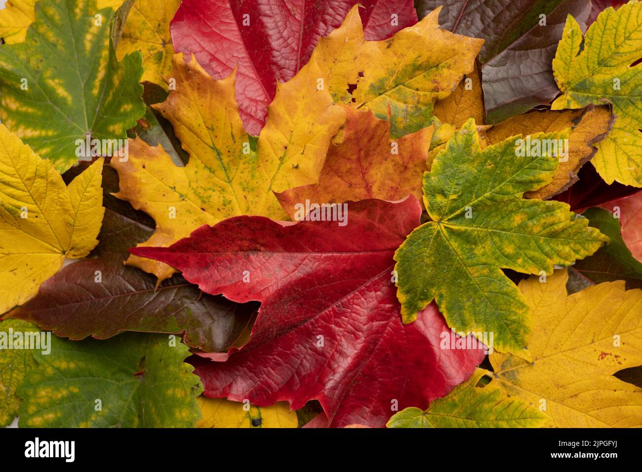 Buntes Herbstlaub, Nahaufnahme Stockfoto