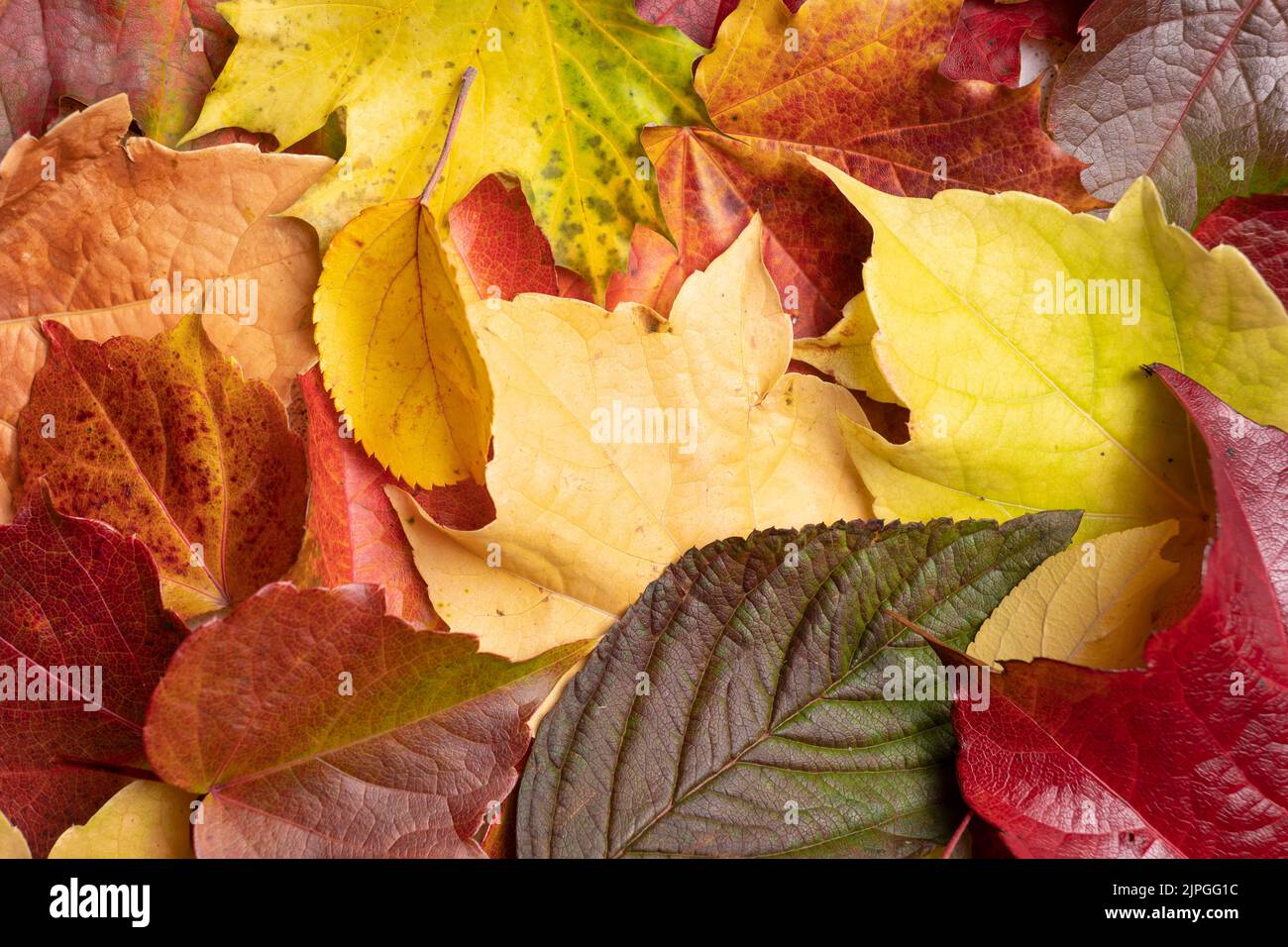 Buntes Herbstlaub, Nahaufnahme Stockfoto