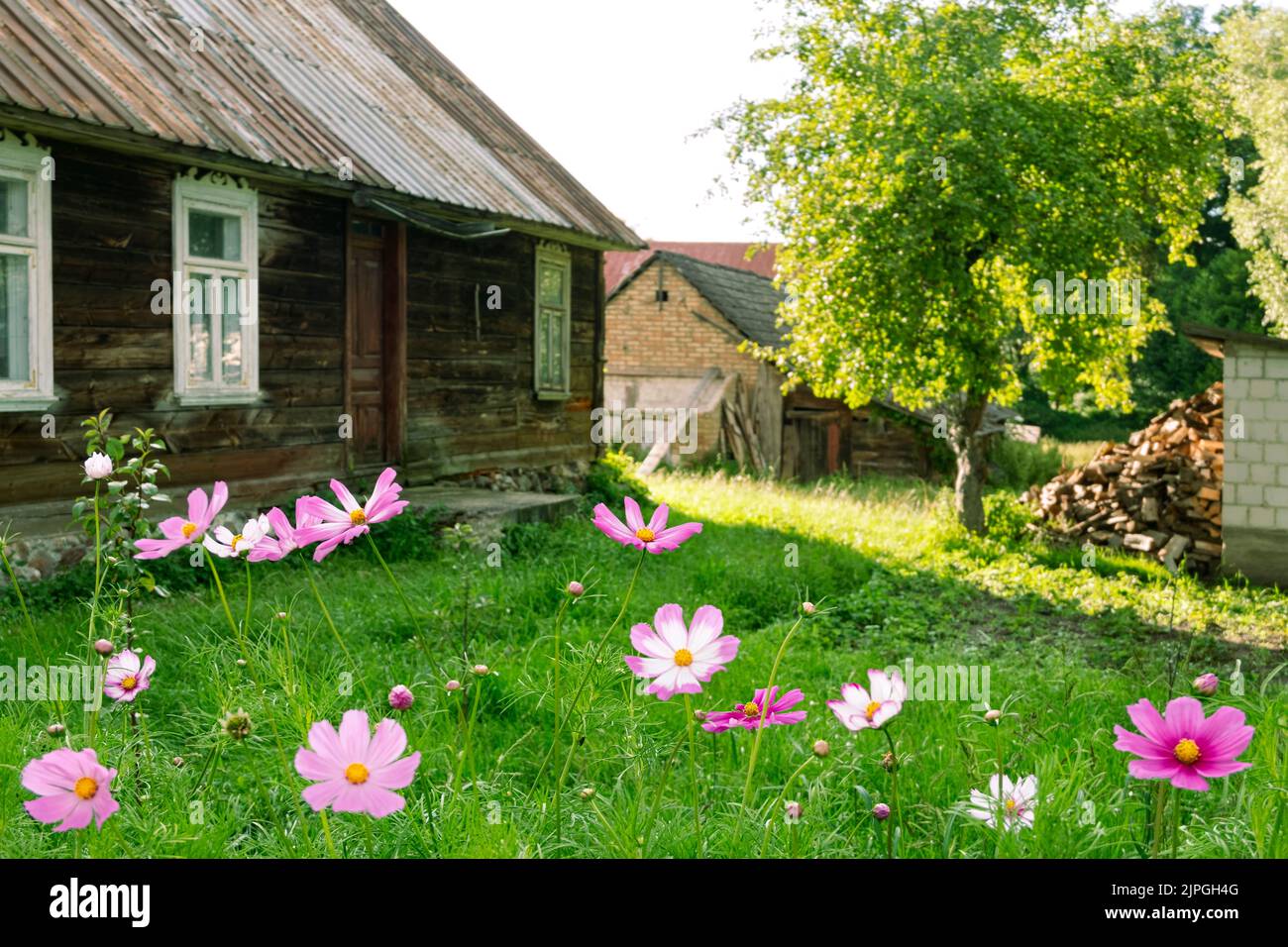 Rustikaler Garten mit blühenden Blumen in traditionellem altmodischen Dorf mit Holzhaus und Hinterhof auf dem Land. Podlasie, Polen. Stockfoto