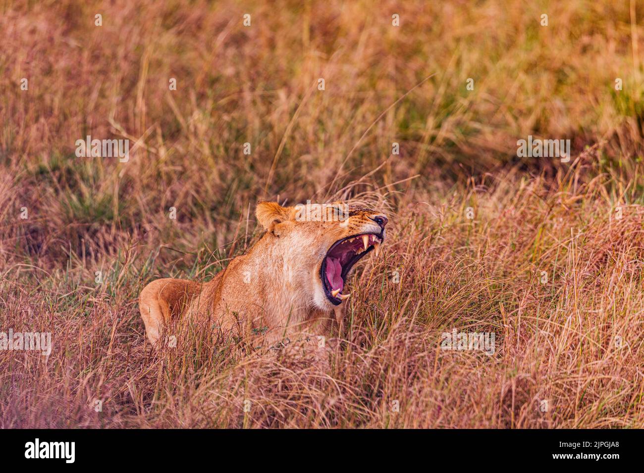 Der Löwe ist eine große Katze der Gattung Panthera, die in Afrika und Indien beheimatet ist. Sie hat einen muskulösen, breitbrüchigen Körper, einen kurzen, abgerundeten Kopf, runde Ohren; A Stockfoto