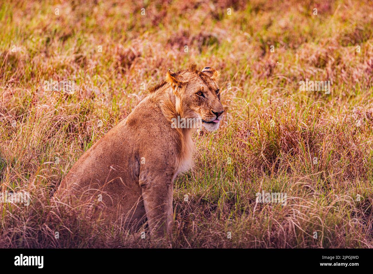 Der Löwe ist eine große Katze der Gattung Panthera, die in Afrika und Indien beheimatet ist. Sie hat einen muskulösen, breitbrüchigen Körper, einen kurzen, abgerundeten Kopf, runde Ohren; A Stockfoto