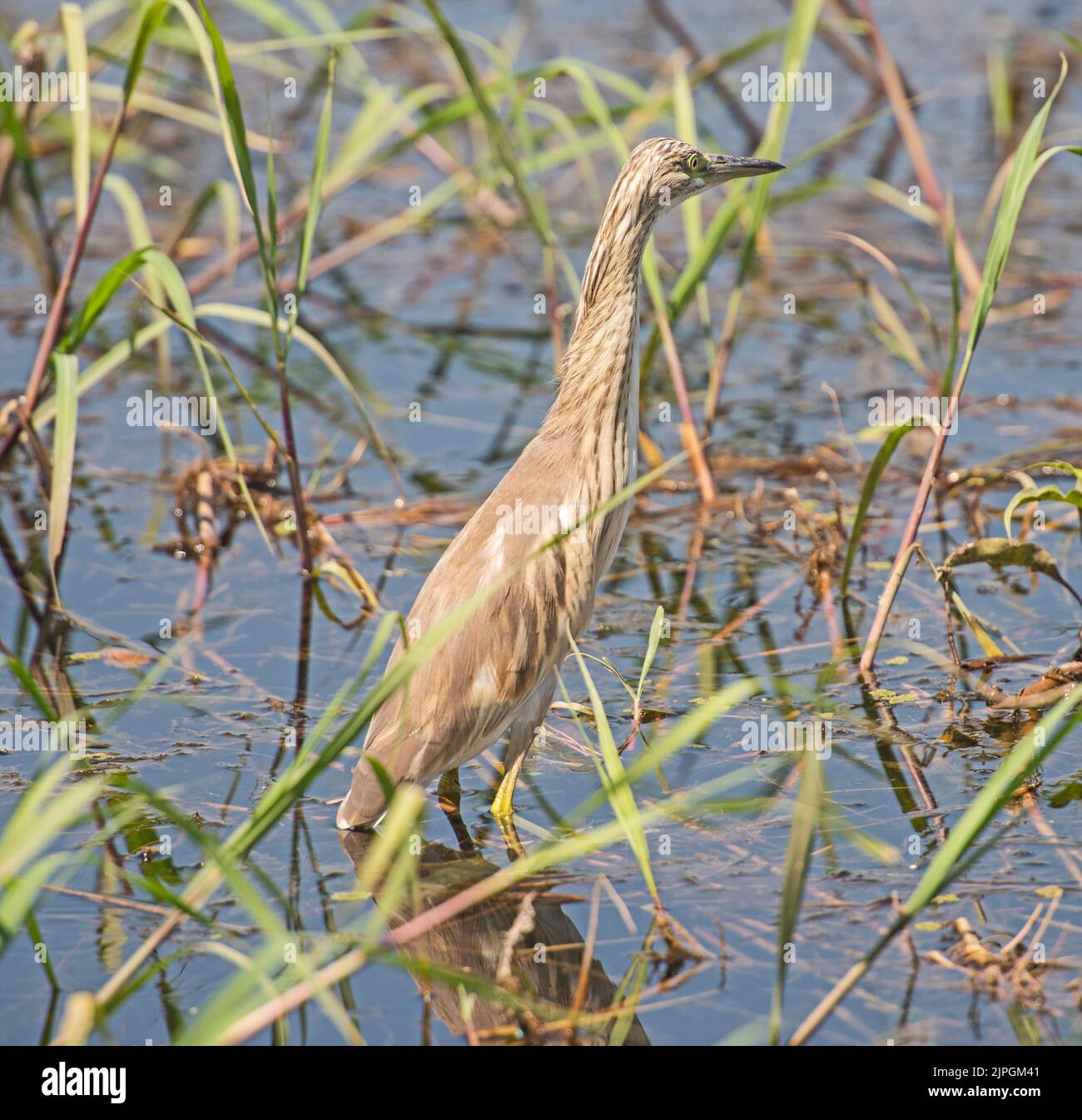 Squacco heron ardeola ralloides stand am Ufer des Flusses Feuchtgebiete im Grasregenboden Stockfoto