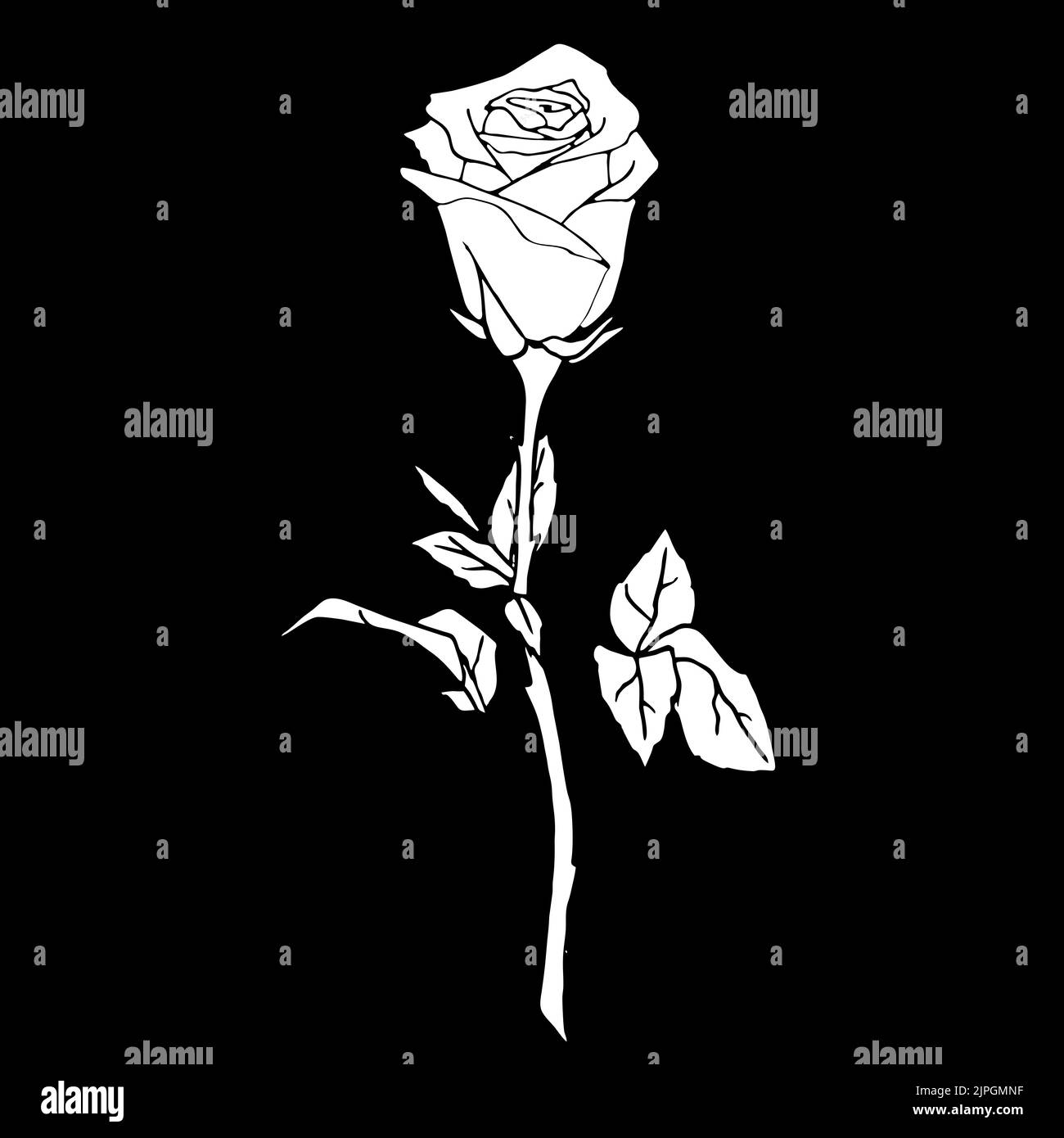 Weiße Zeichnung einer Rose auf schwarzem Hintergrund, Silhouette einer Blume, isoliertes Element, Grafiken, Design Stockfoto