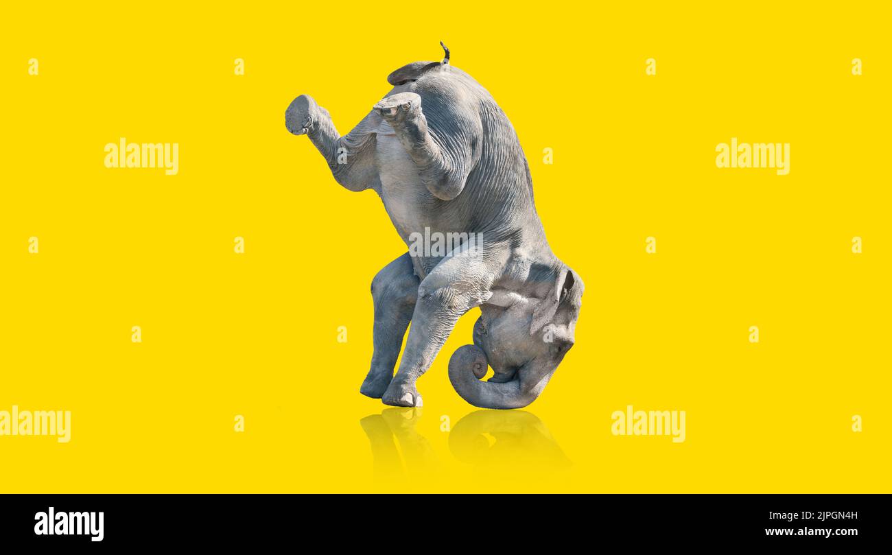 Elefant, Kopfstand, Elefanten, Kopfstand Stockfoto