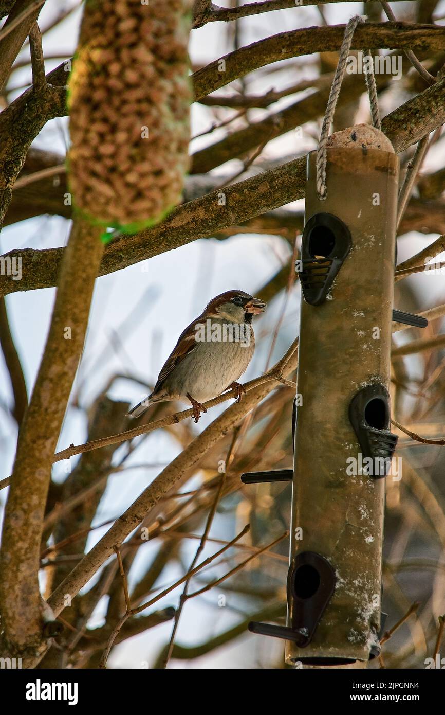 Kleiner Vogel, der an einem Wintertag einen Snack genießt, Godøy, Sunnmøre Møre Og Romsdal, Norwegen. Stockfoto
