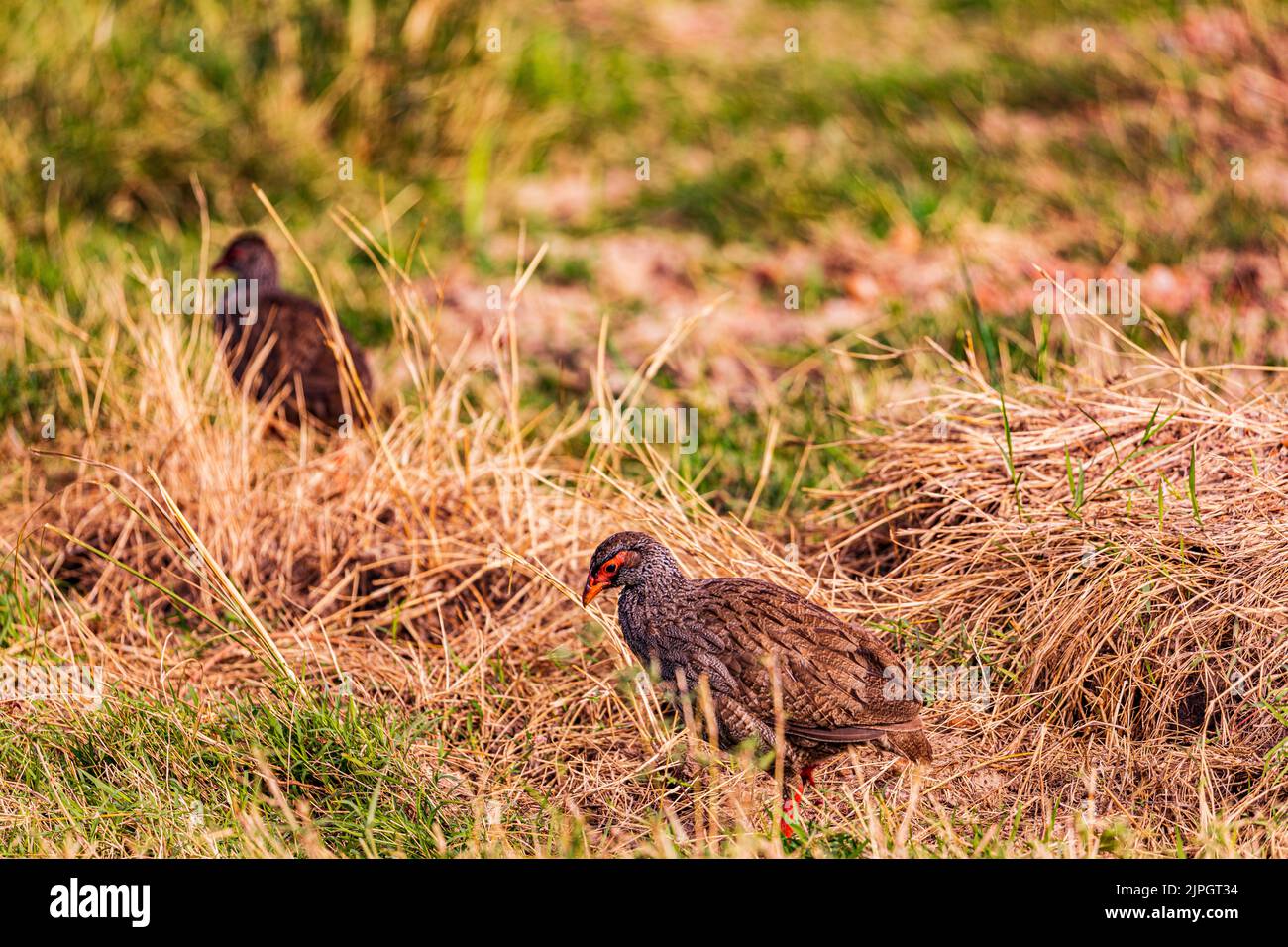 Maasai Mara National Game Reserve Park Narok County großes Rift Valley kenia ostafrikanische Landschaften Savanne Grasland magische Tierwelt Reisen Stockfoto