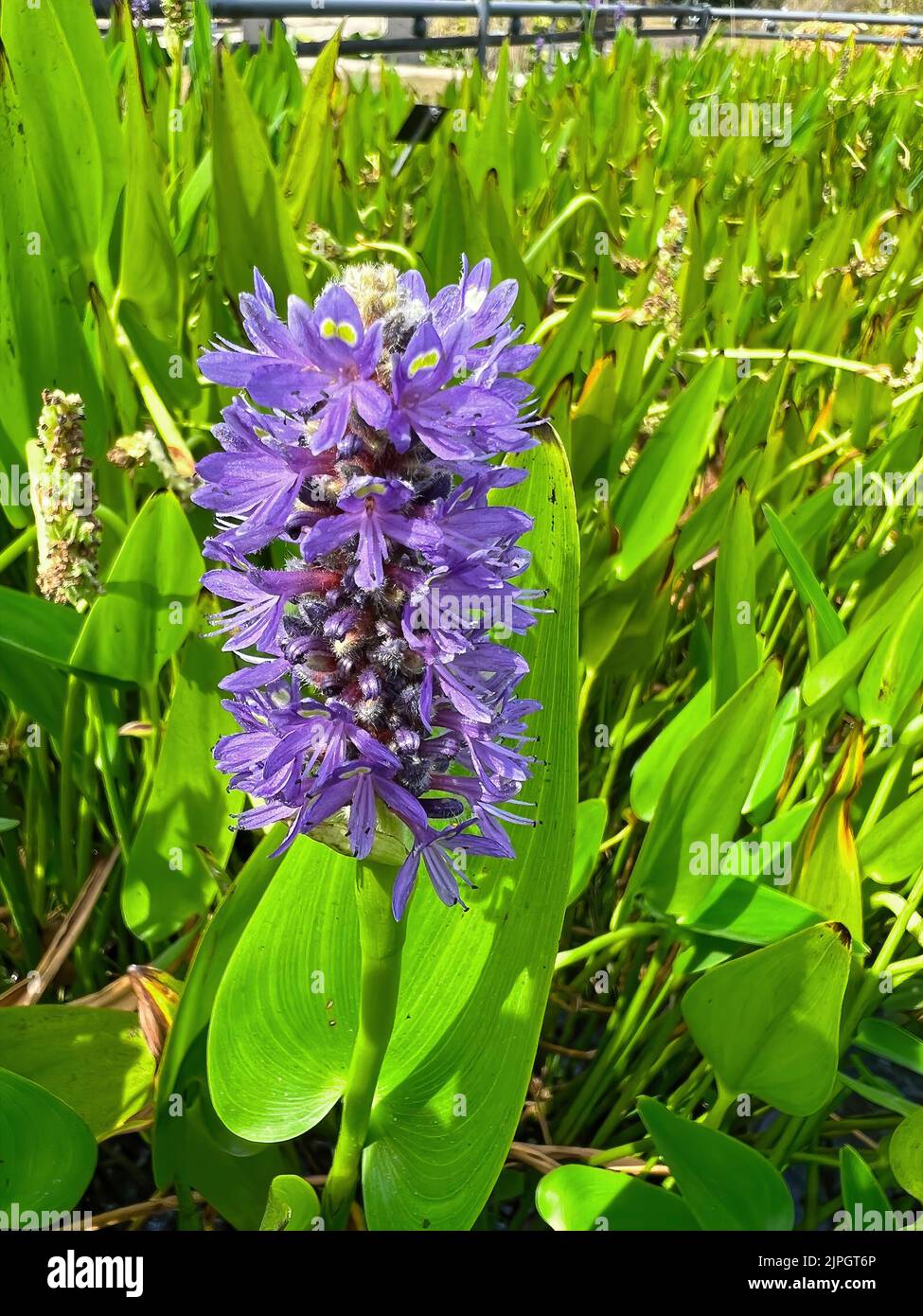 Weitwinkelaufnahme der farbenfrohen blauen Blume des amerikanischen Pickerel-Unkrauts, der Pontederia cordata und des grünen Laubs Stockfoto