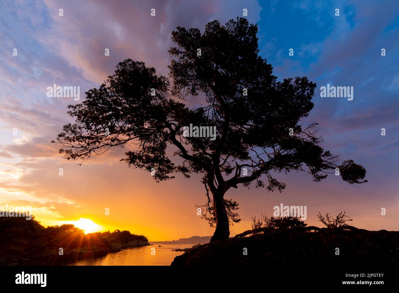 Erste Morgenröte an der französischen Riviera (Côte d'Azur) im Süden Frankreichs: Silhouette aus Seekiefern, Mittelmeer und wunderschönen Wolken Stockfoto