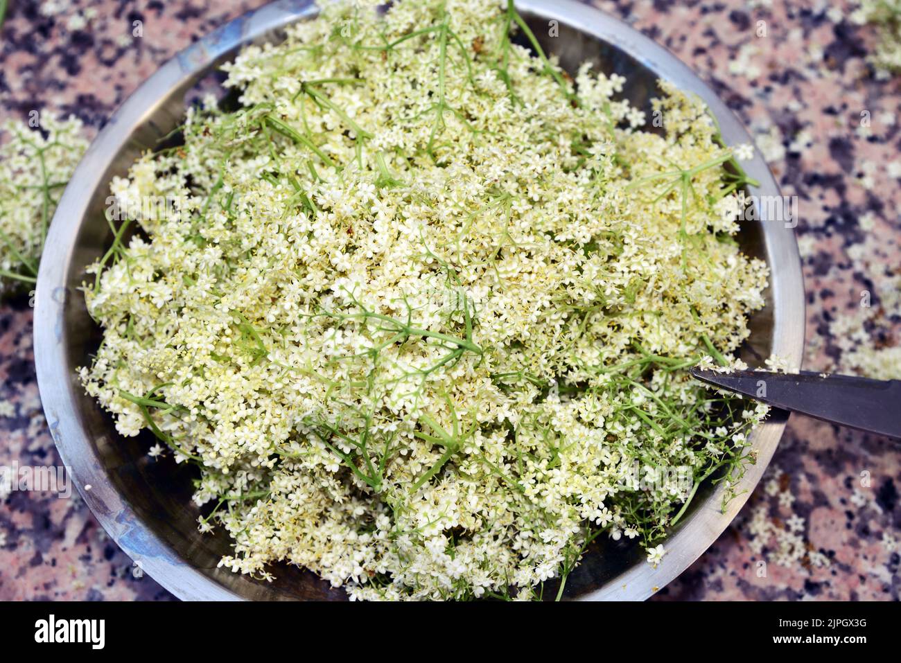 Holunderblüten und ernte -Fotos und -Bildmaterial in hoher Auflösung ...