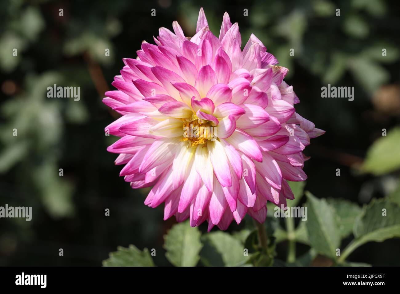 Schöne Farbe dalia Blume in den Park. Stockfoto