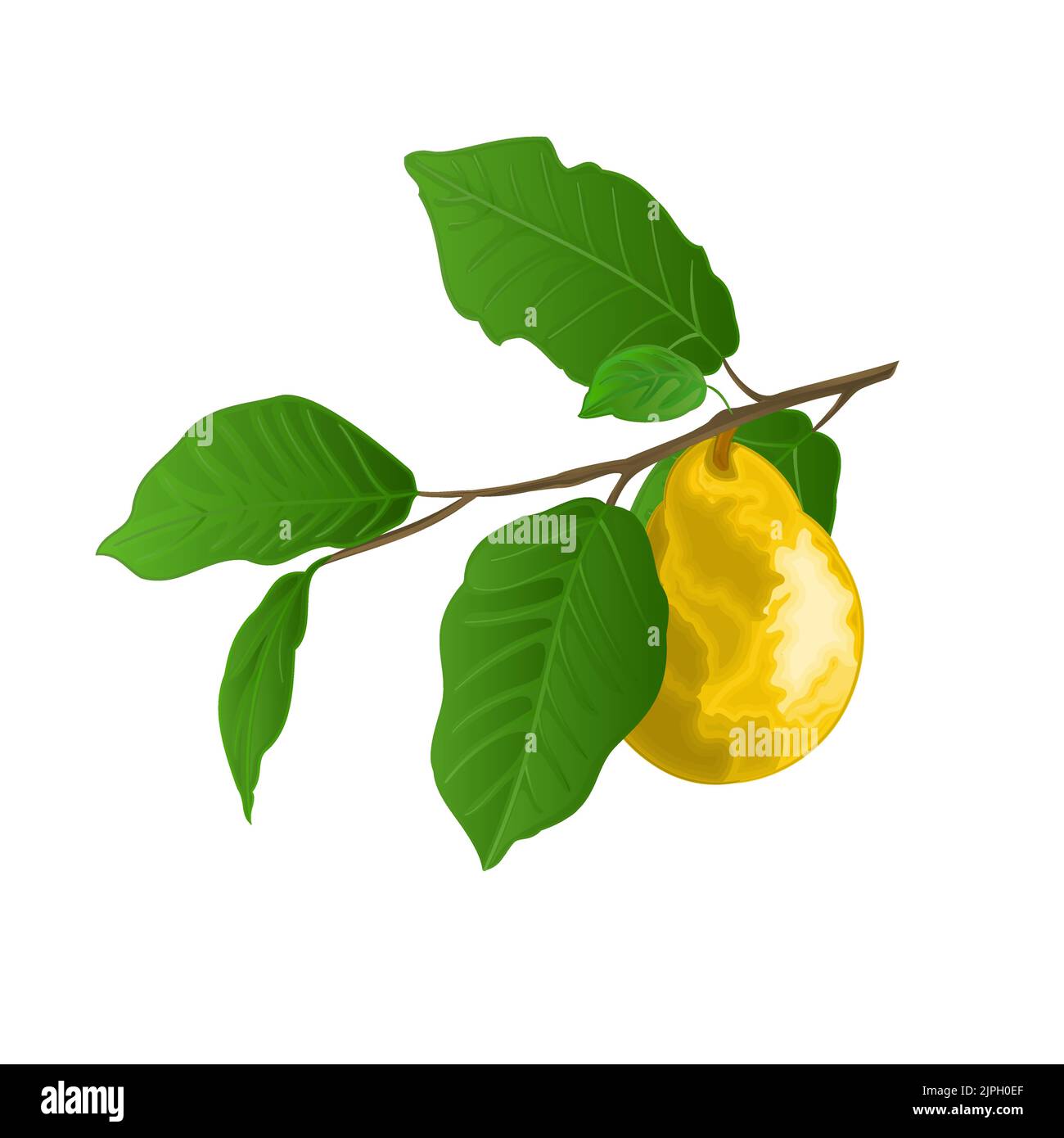 Zweig aus Birnen mit gelber reifen Birne und Blättern auf weißem Herbsthintergrund Aquarell Vitage Vektor Illustration editierbare Handzeichnungen Stock Vektor