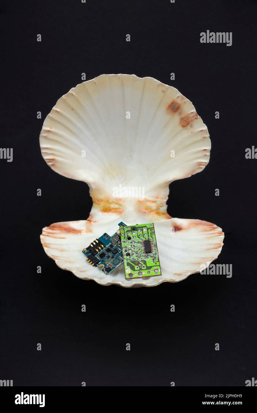 Mikrochips in einer Meeresmuschel, isoliert auf schwarzem Hintergrund, Mikrochip-Krisenmetapher Stockfoto
