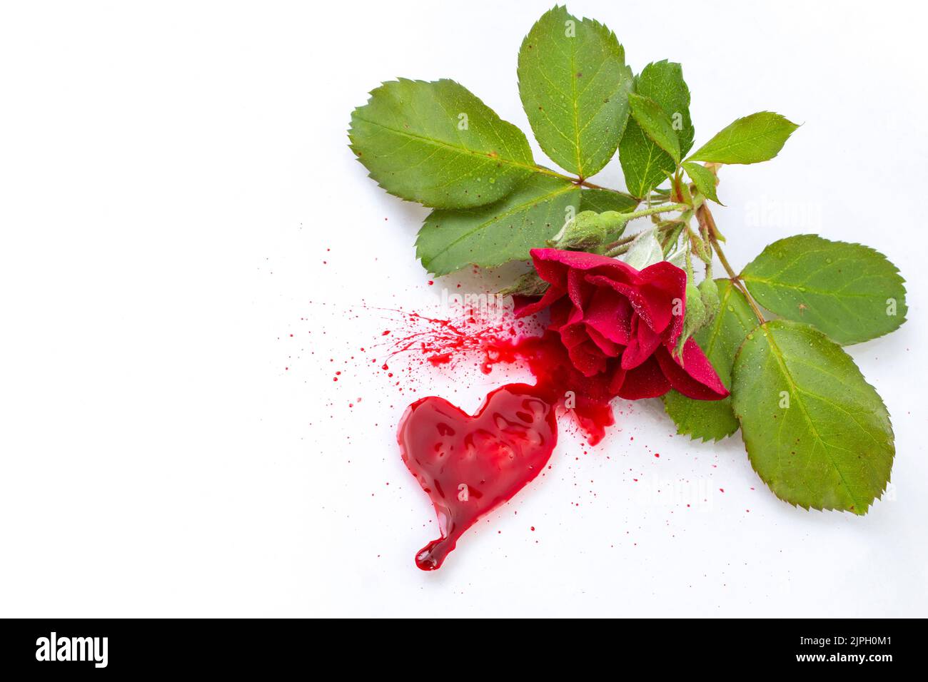 Blutige rote Rose mit einer Blutspur in Form eines Herzens, isoliert auf weißem, liebesbezogenem Traurigkeit-Konzept Stockfoto