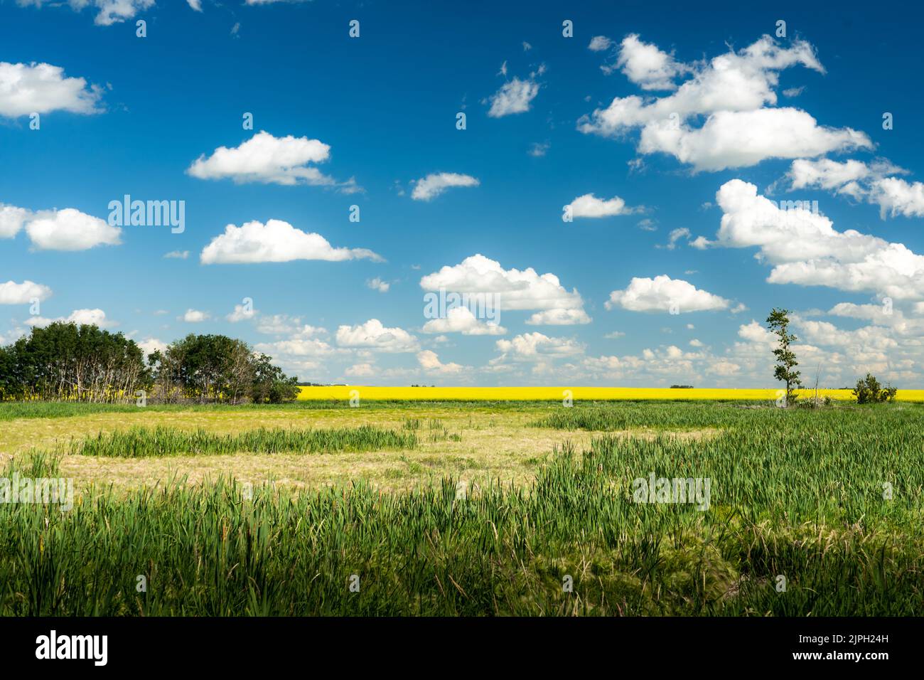 Trocknete während einer Hitzewelle im Rocky View County Alberta Canada das nasse Land auf den kanadischen Prärien aus. Stockfoto