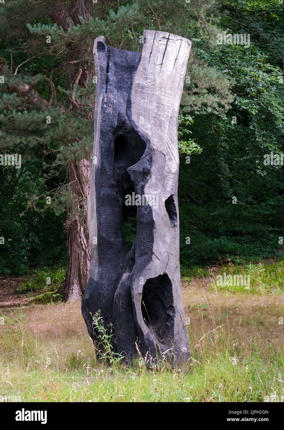 Ein verbrannter Baumstumpf in Derbyshire, der kontrastierende Texturen im Schwarz verkohlten Holzes zeigt. Stockfoto